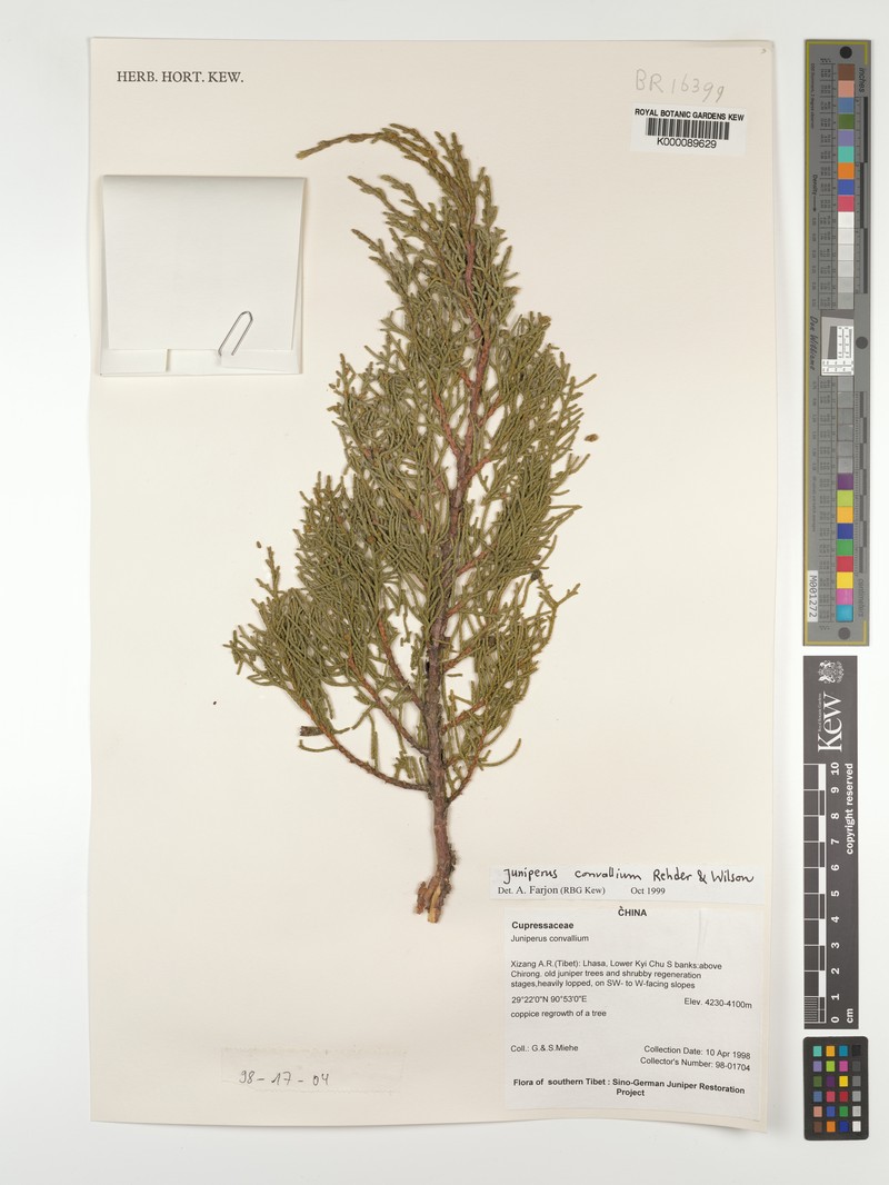 Juniperus convallium var. convallium photo 2