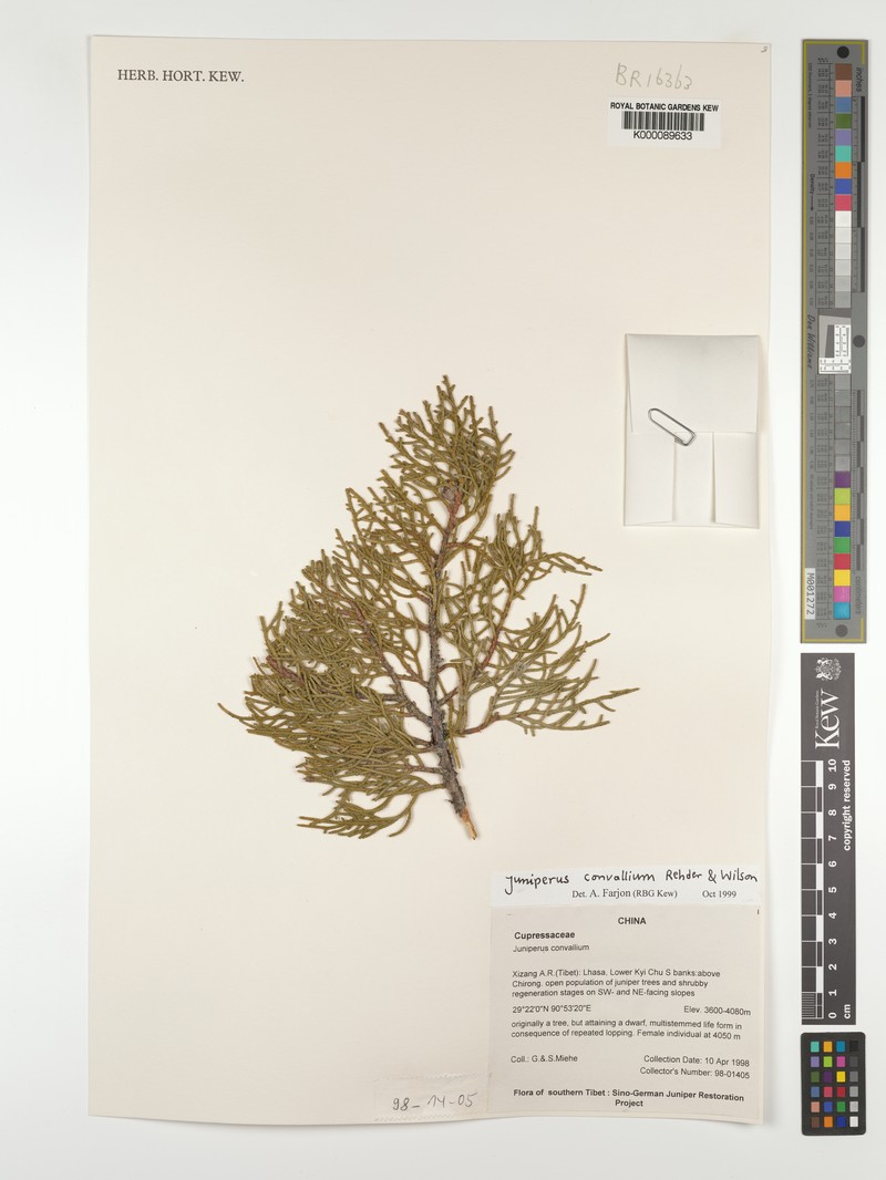 Juniperus convallium var. convallium photo 3