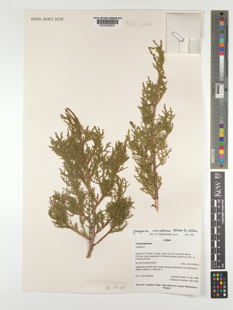 Juniperus convallium var. convallium photo 4