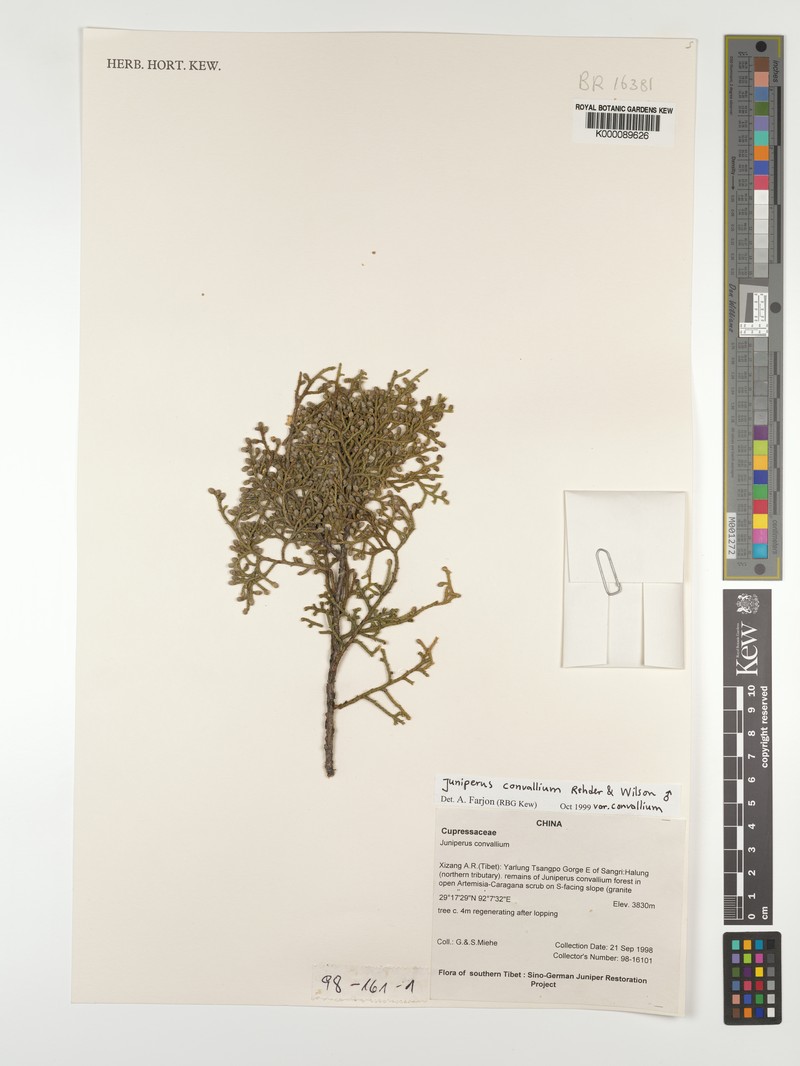 Juniperus convallium var. convallium photo 5