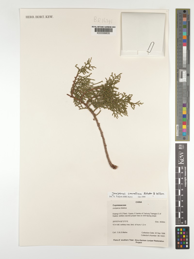 Juniperus convallium var. convallium photo 6