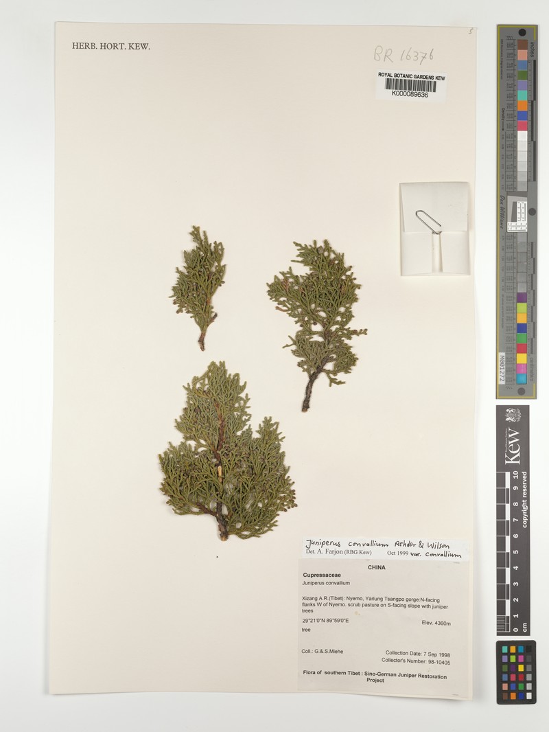Juniperus convallium var. convallium photo 7