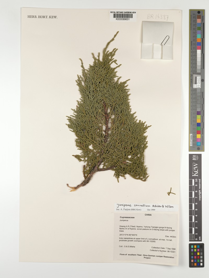 Juniperus convallium var. convallium photo 8
