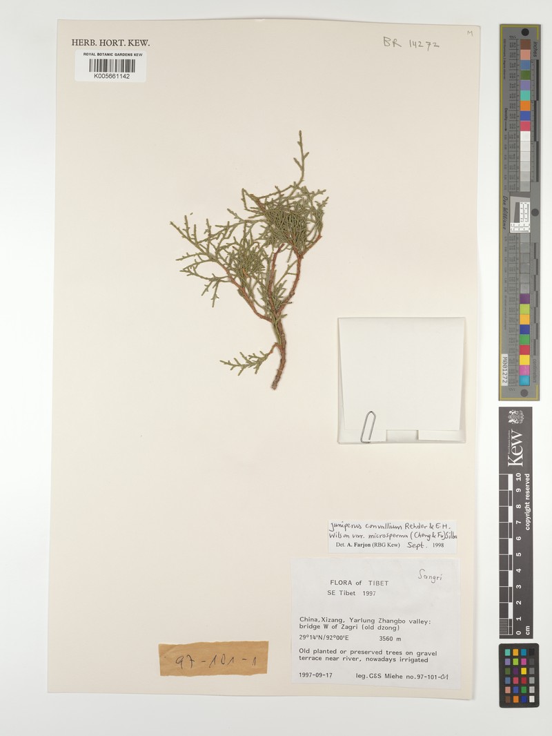 Juniperus convallium var. microsperma