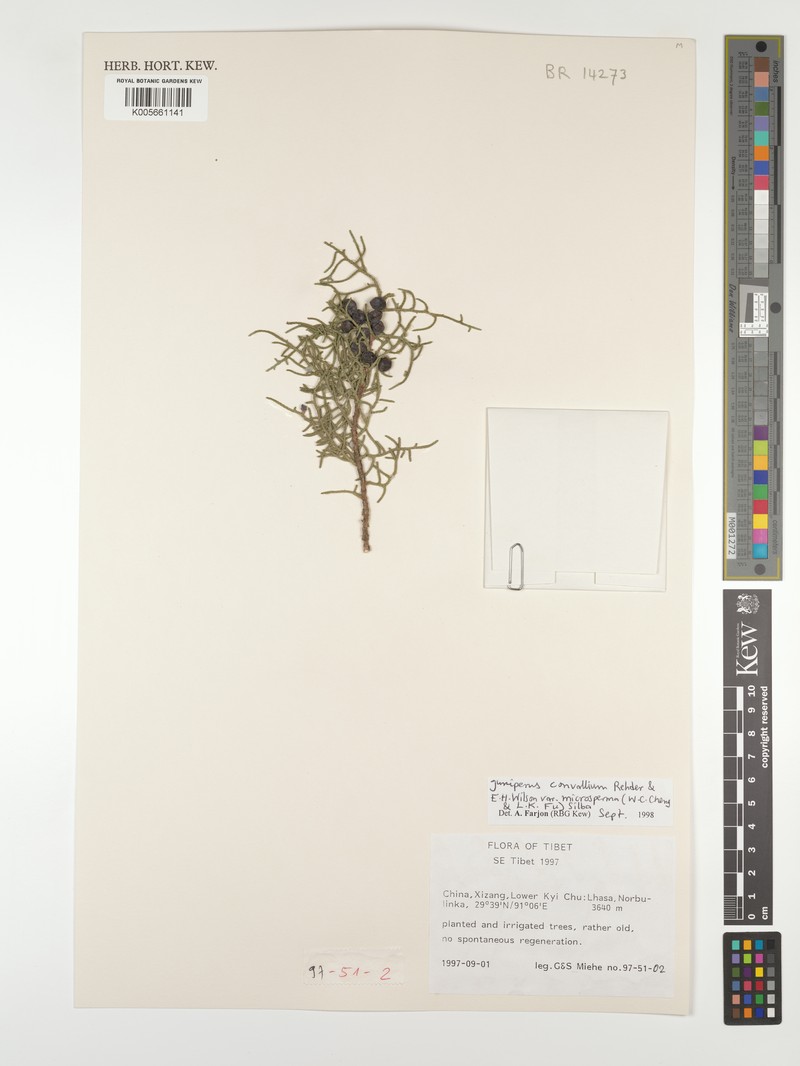 Juniperus convallium var. microsperma photo 2