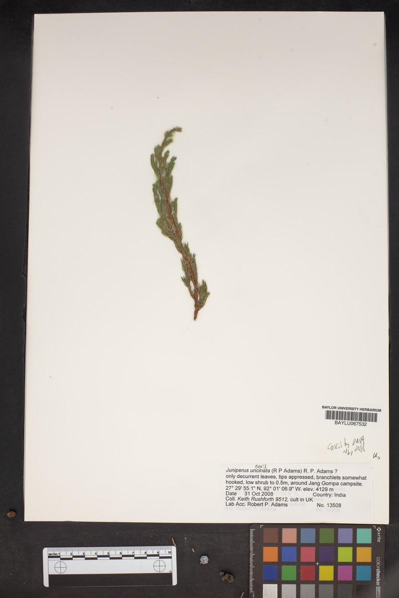 Juniperus coxii photo 2
