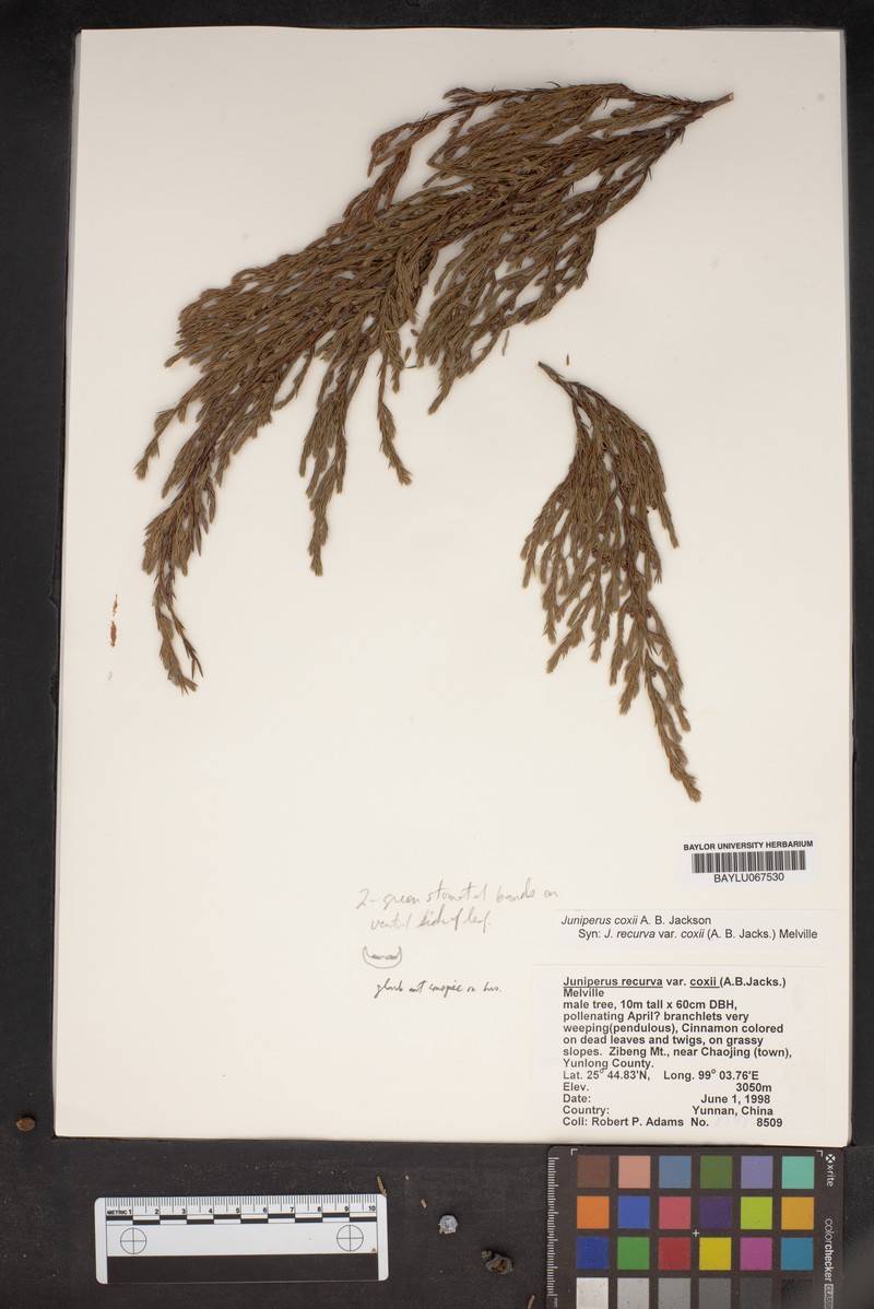 Juniperus coxii photo 3
