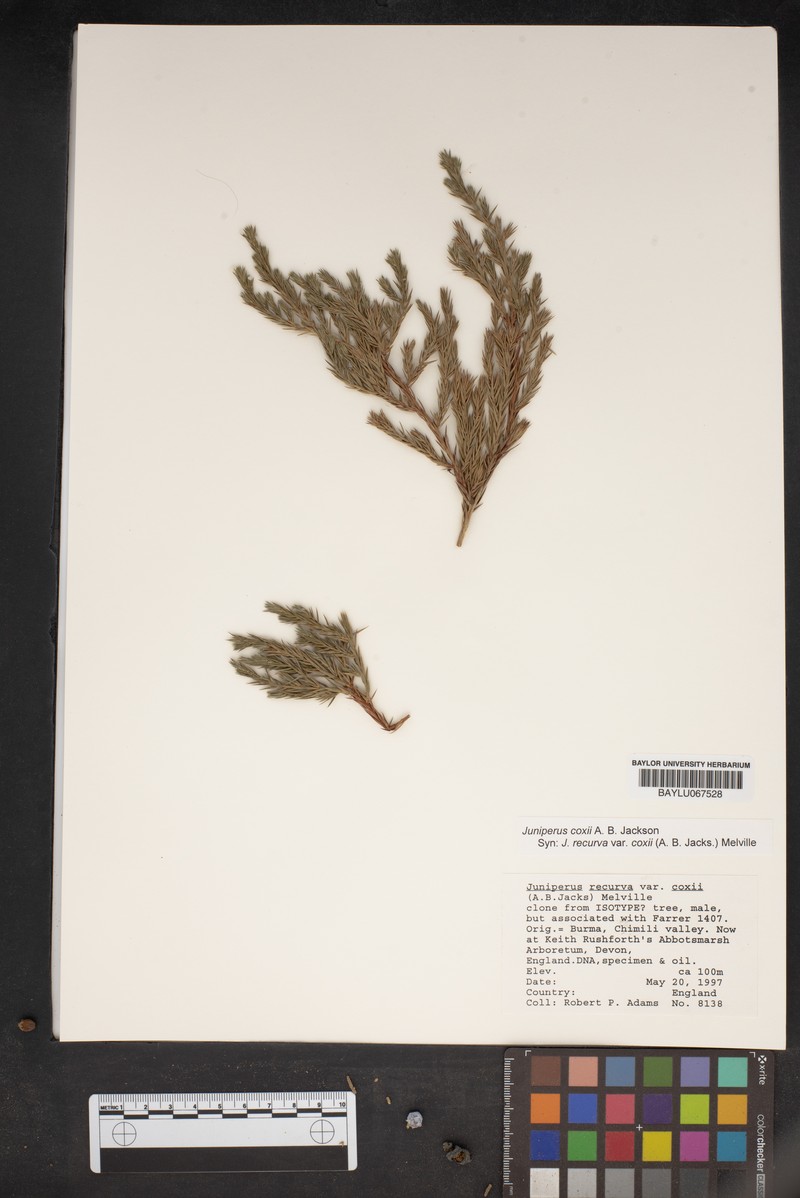 Juniperus coxii photo 4