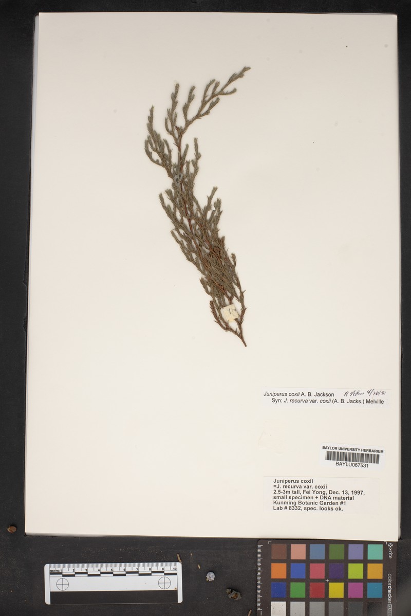Juniperus coxii photo 5