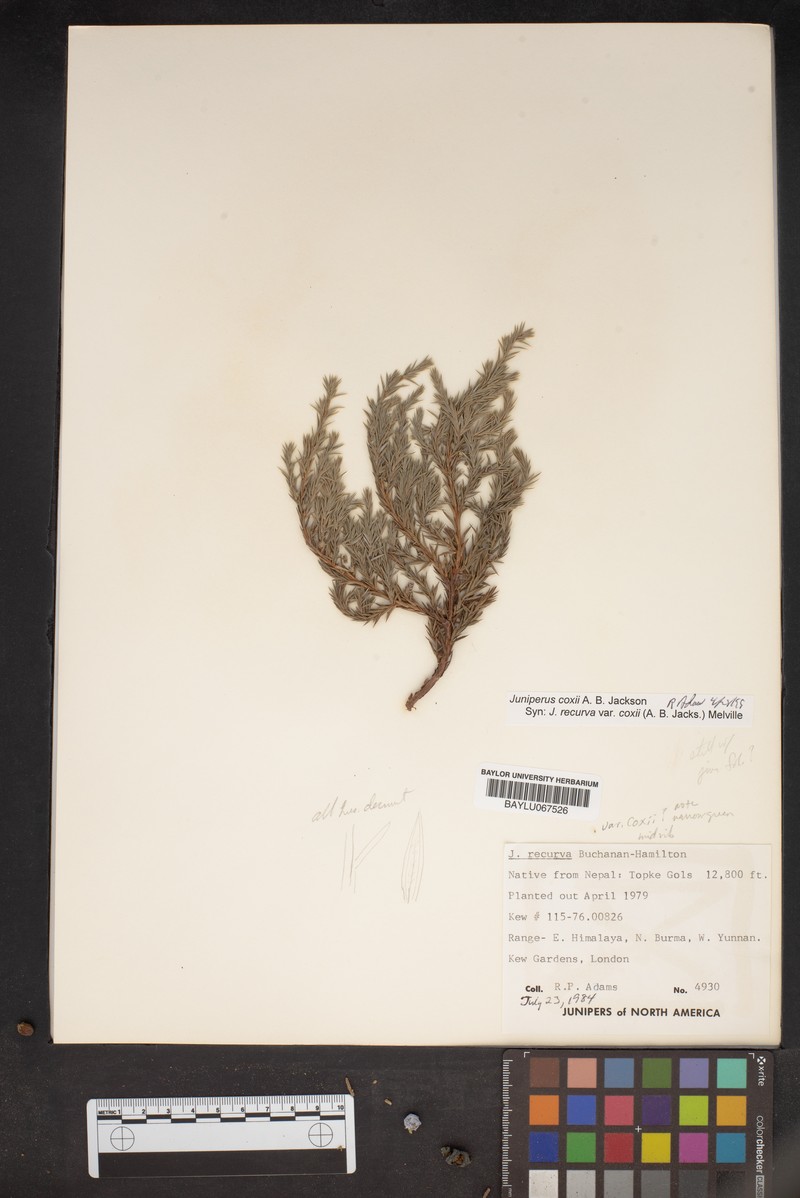 Juniperus coxii photo 6