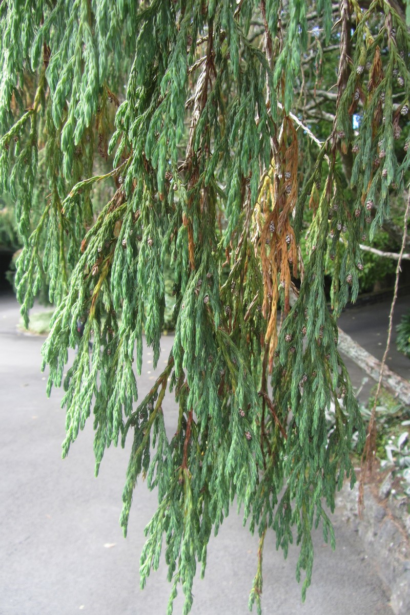 Juniperus coxii