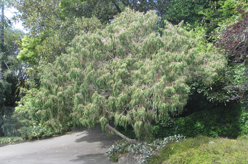 Juniperus coxii photo 7