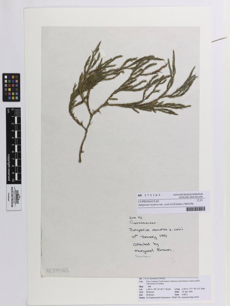 Juniperus coxii photo 8