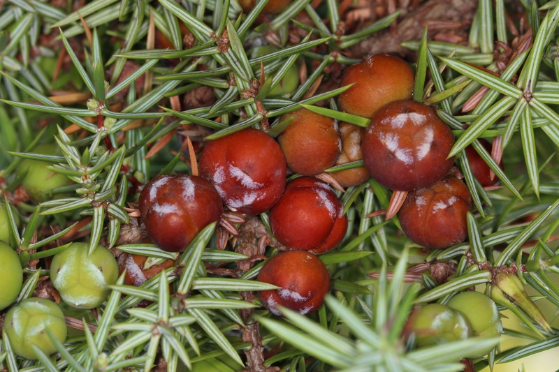 Juniperus deltoides
