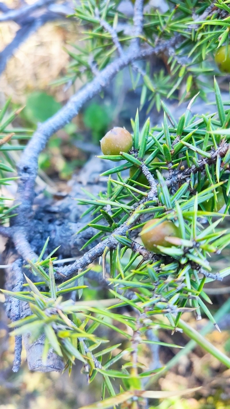 Juniperus deltoides photo 3