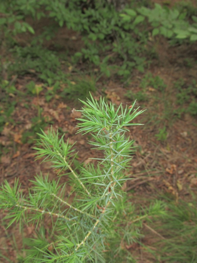 Juniperus deltoides photo 4