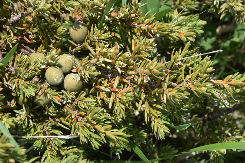 Juniperus deltoides photo 5