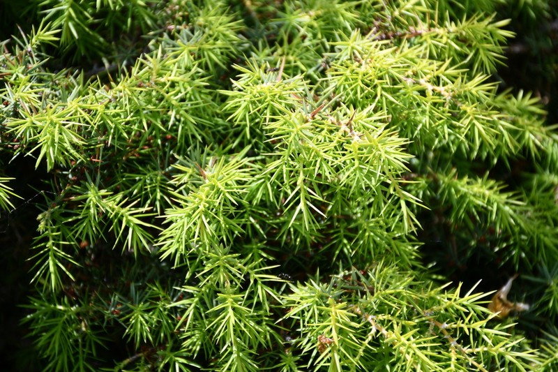 Juniperus deltoides photo 6