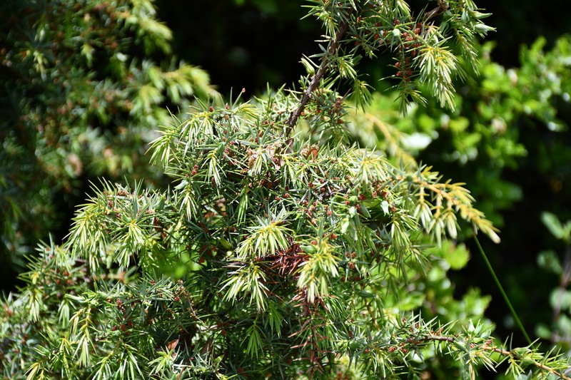 Juniperus deltoides photo 7