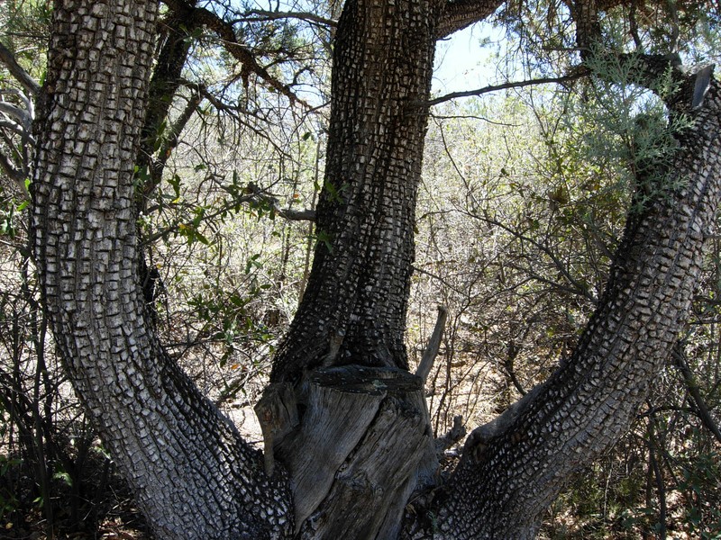 Alligator Juniper photo 4