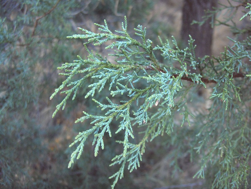 Alligator Juniper photo 5