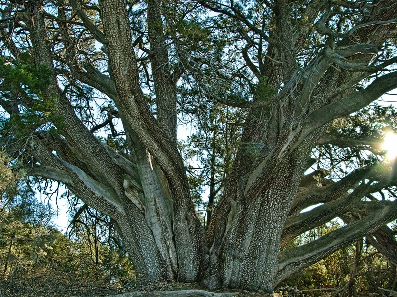 Alligator Juniper photo 6