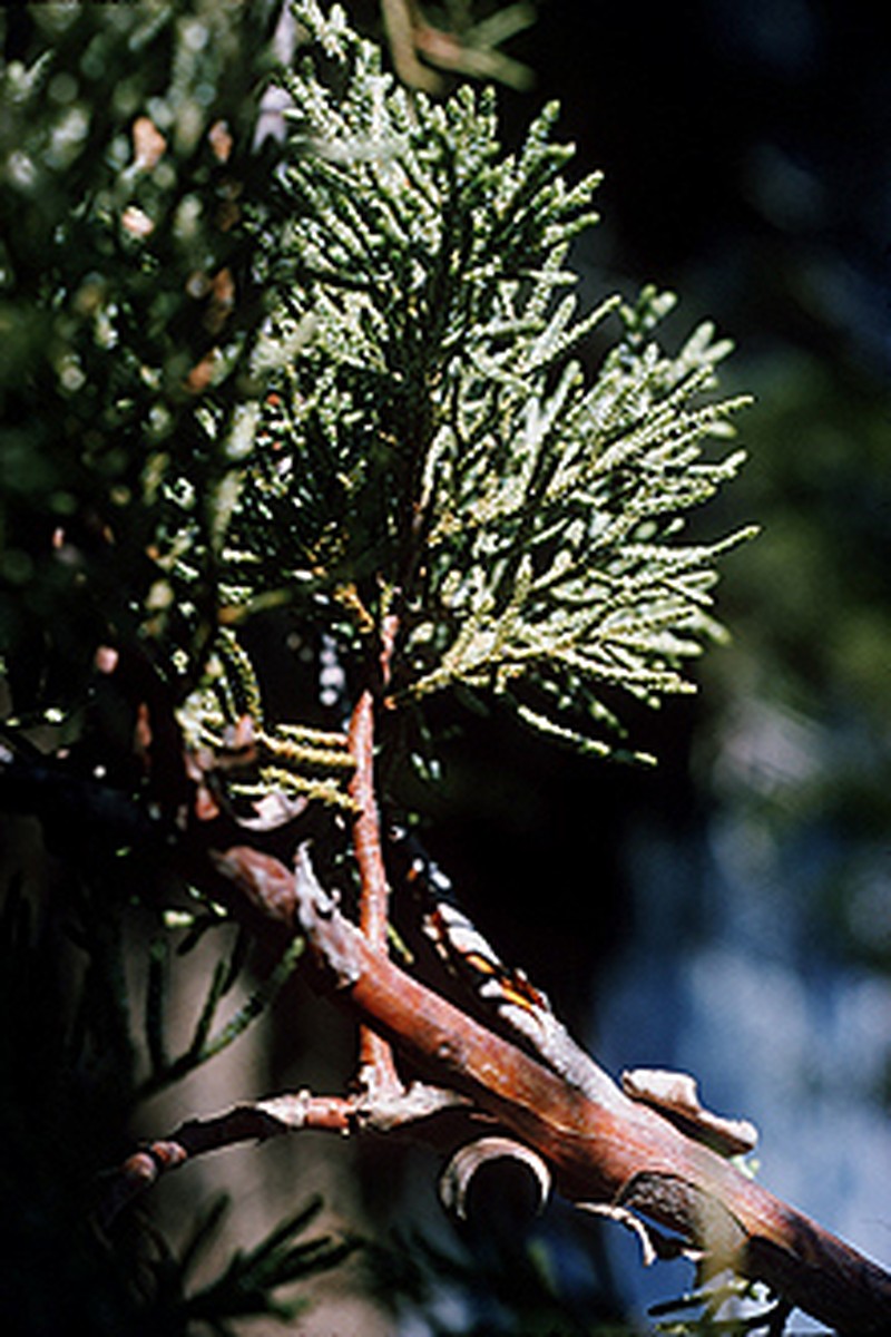 Alligator Juniper photo 2