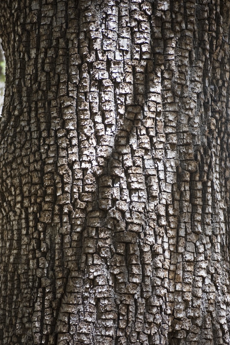 Alligator Juniper photo 3