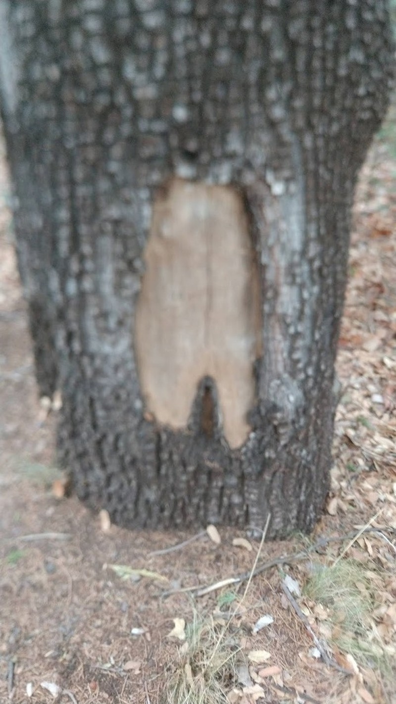 Alligator Juniper
