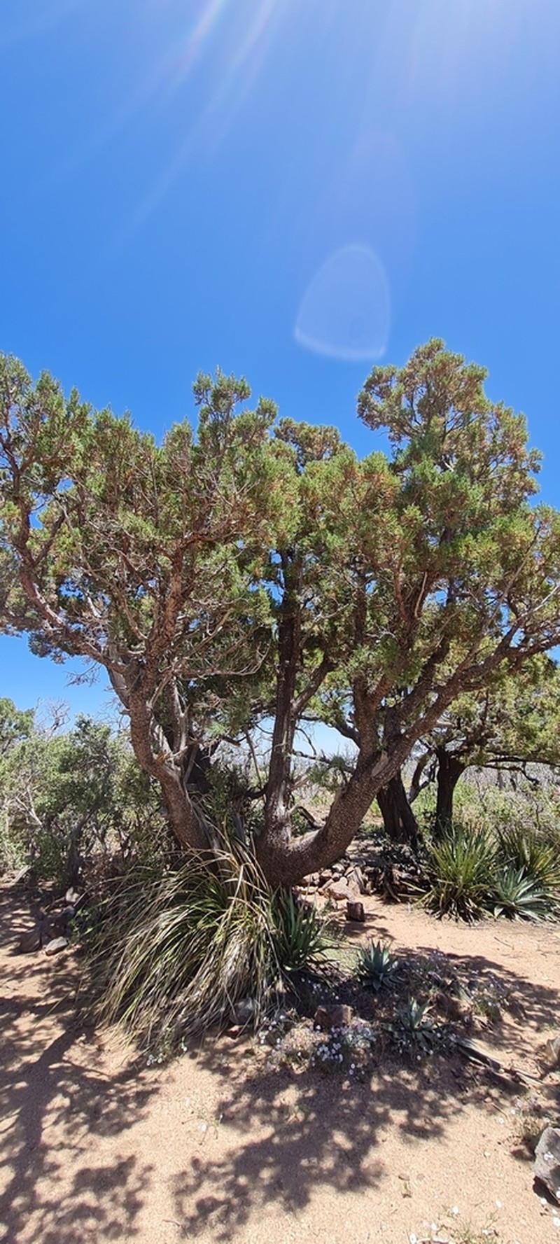 Alligator Juniper photo 2