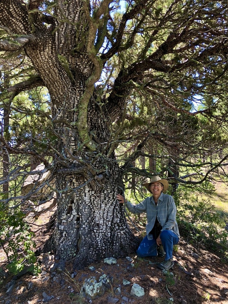 Alligator Juniper photo 3