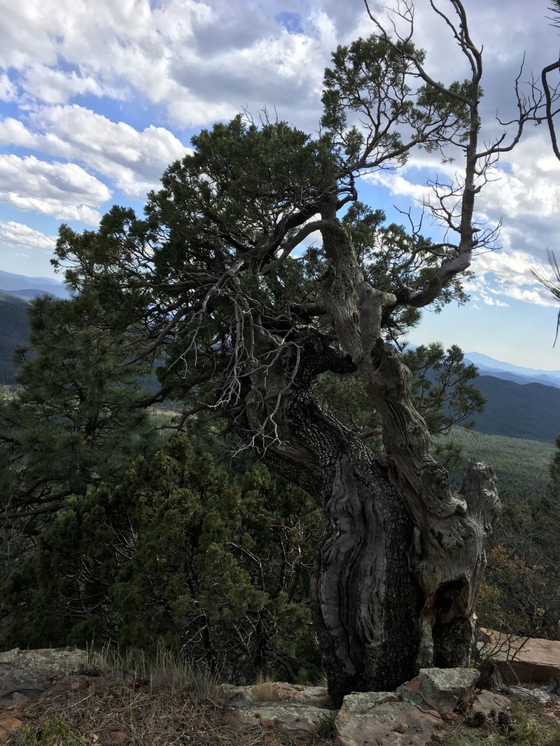 Alligator Juniper photo 4