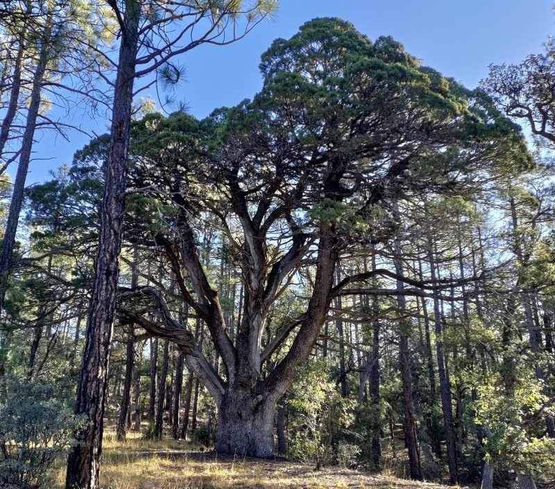 Alligator Juniper photo 5