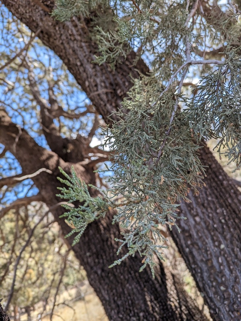 Alligator Juniper photo 6