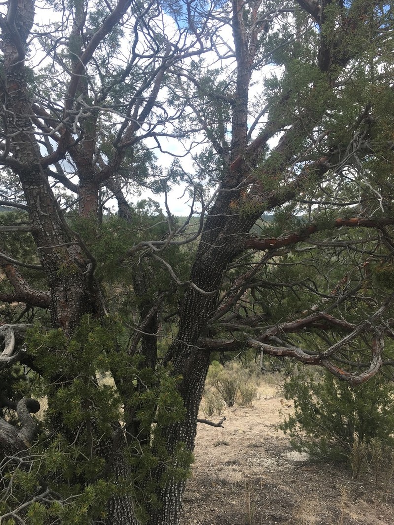 Alligator Juniper photo 7