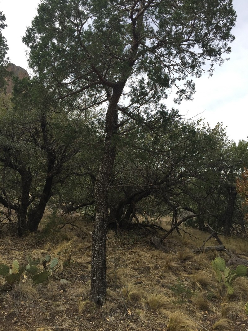Alligator Juniper photo 8