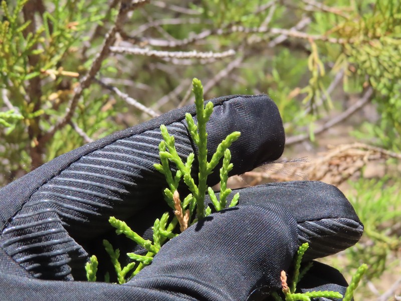 Juniperus deppeana f. zacatecensis