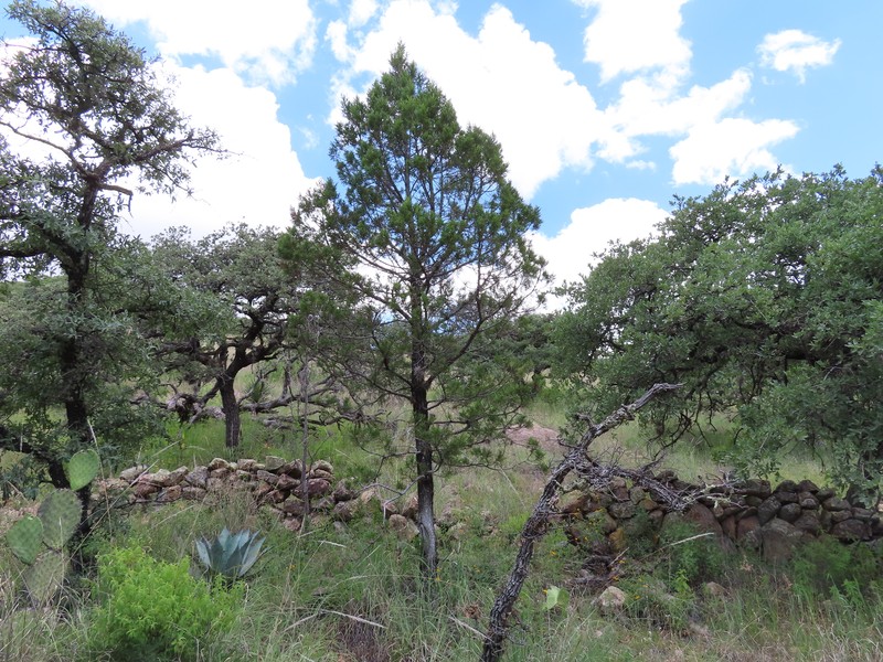 Juniperus deppeana f. zacatecensis photo 2