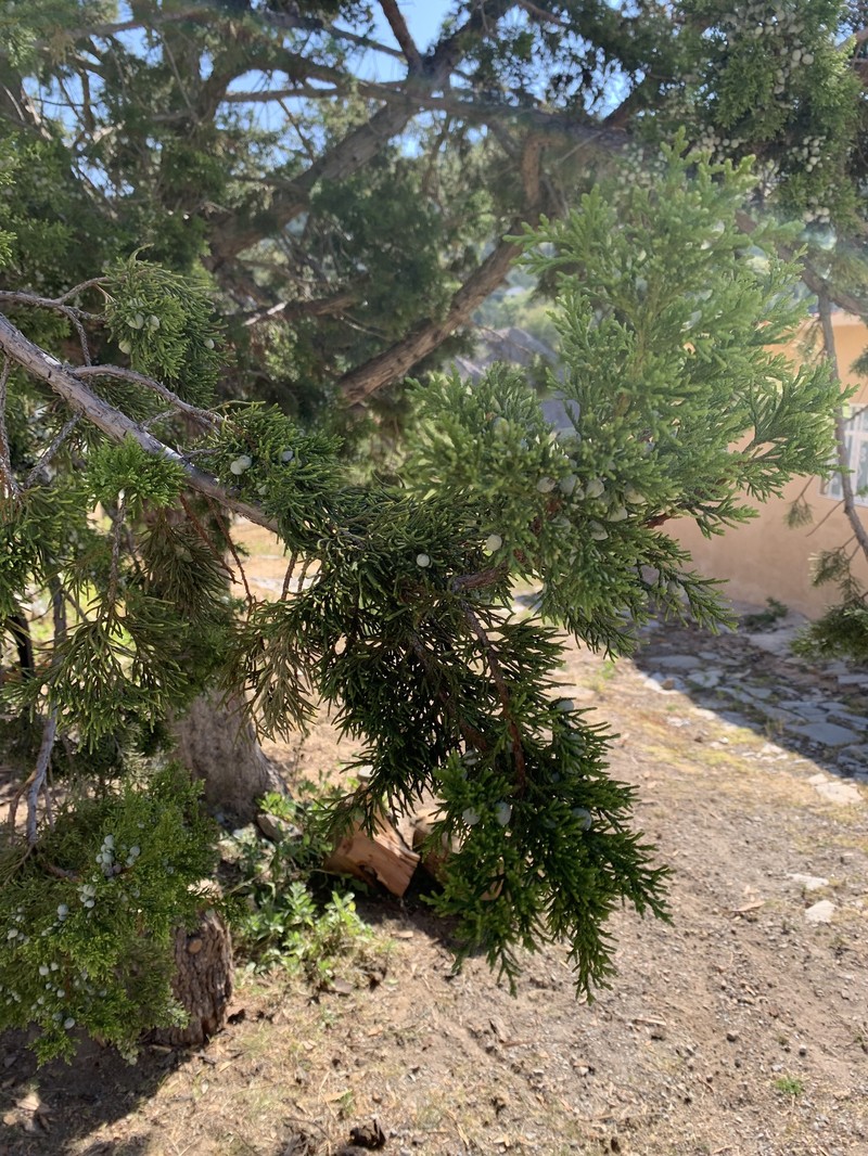 Juniperus deppeana f. zacatecensis photo 3