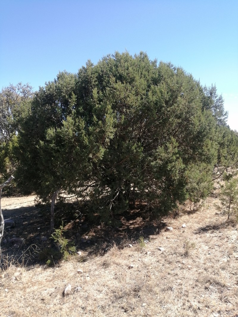 Juniperus deppeana f. zacatecensis photo 4