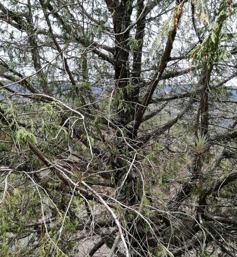 Juniperus deppeana f. zacatecensis photo 5