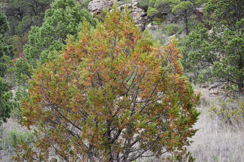 Juniperus deppeana f. zacatecensis photo 6