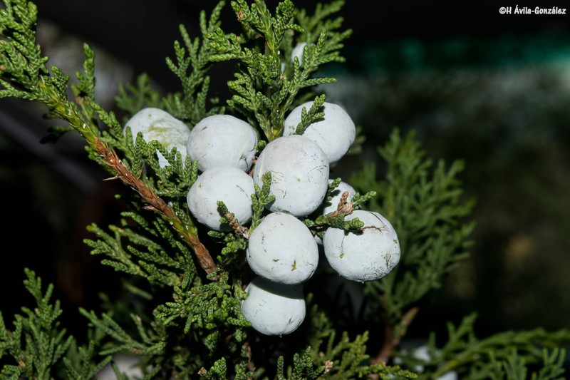 Juniperus deppeana f. zacatecensis photo 7