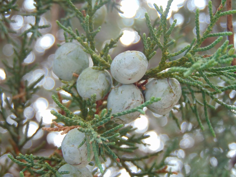 Juniperus deppeana f. zacatecensis photo 8