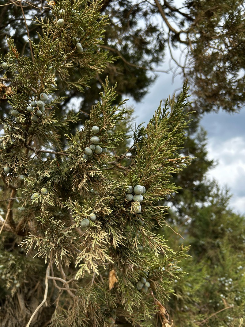Juniperus deppeana var. deppeana