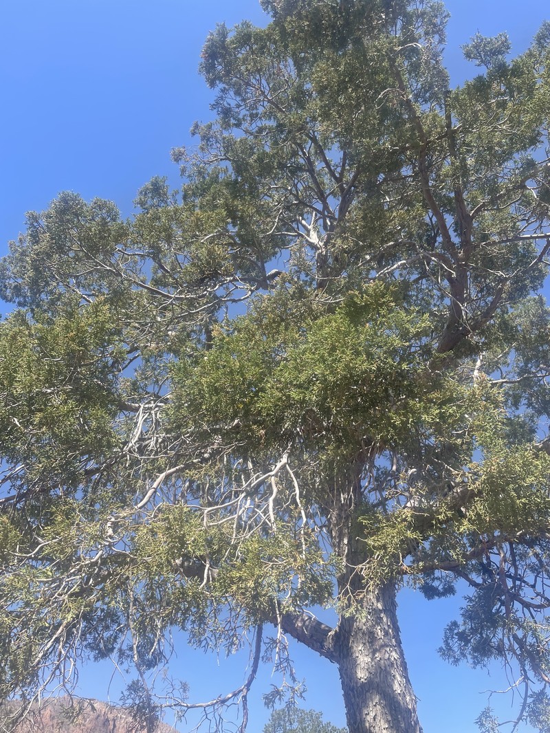Juniperus deppeana var. deppeana photo 2