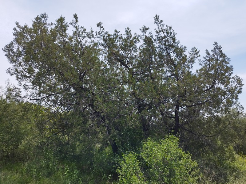 Juniperus deppeana var. deppeana photo 4