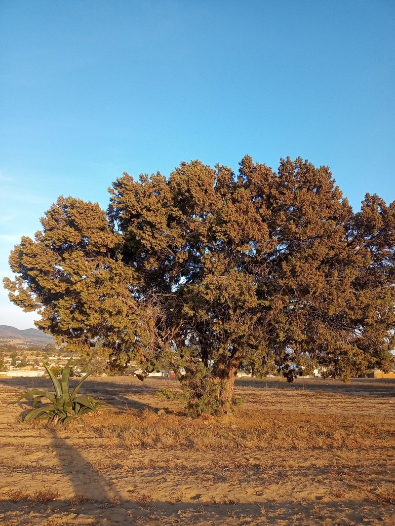 Juniperus deppeana var. deppeana photo 5