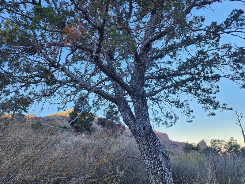 Juniperus deppeana var. deppeana photo 6