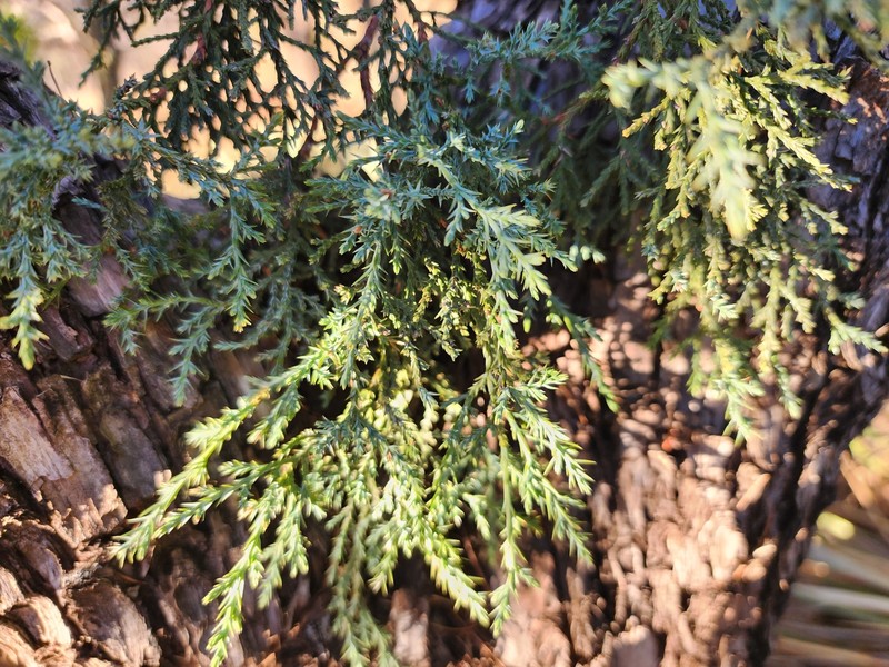 Juniperus deppeana var. deppeana photo 7